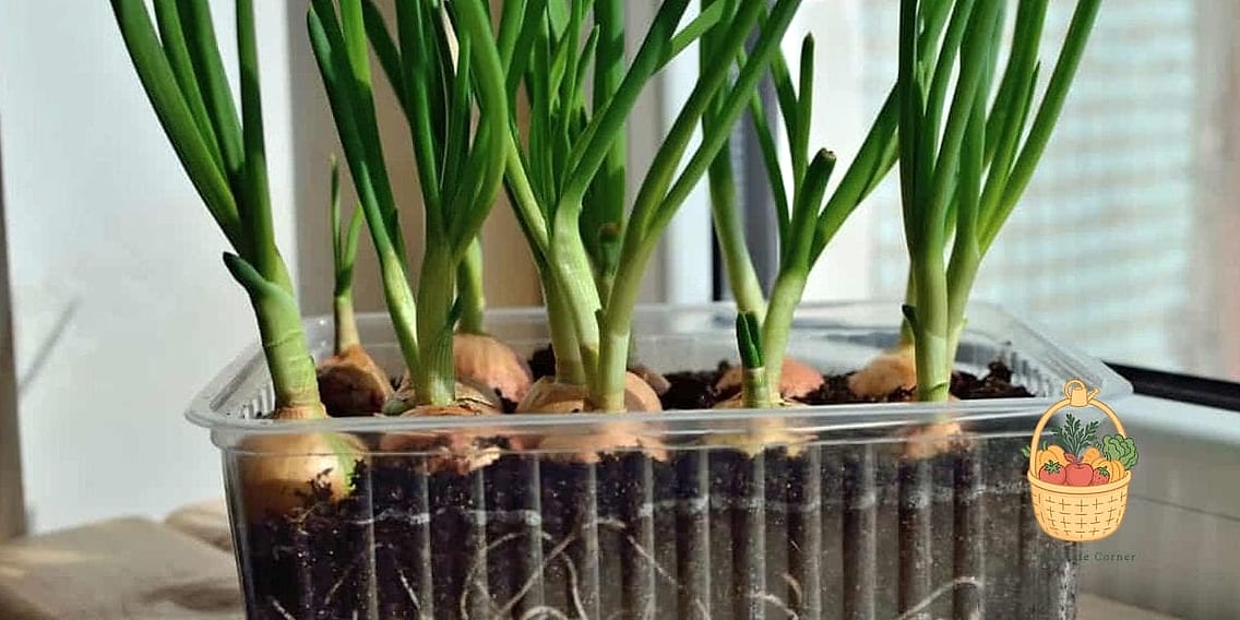 How To Grow Onions In Containers — Everything You Need to Know 9 Fertilizing for Bigger Bulbs