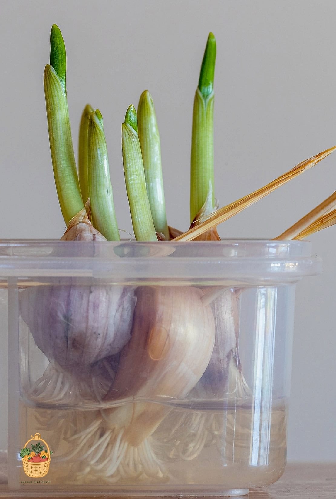 Propagate Garlic — Tips and Tricks That Actually Work 8 Fertilizing for Bigger Bulbs