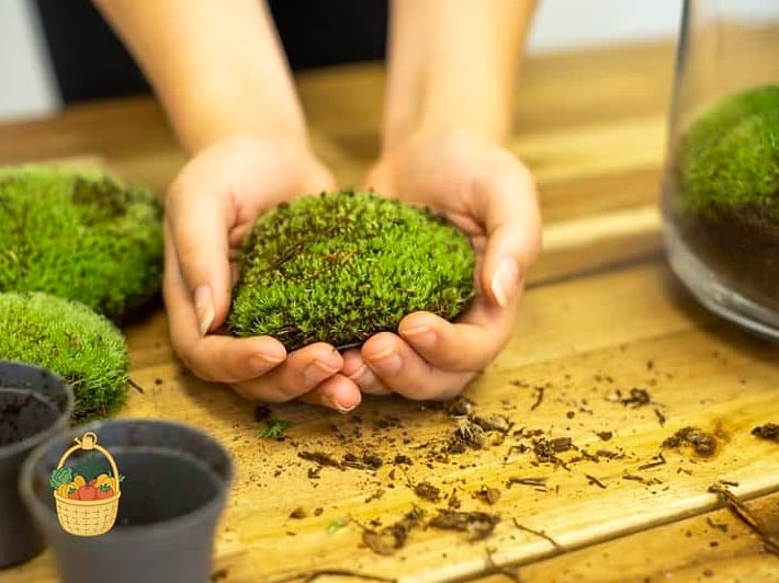 Fertilizing — Less Is More