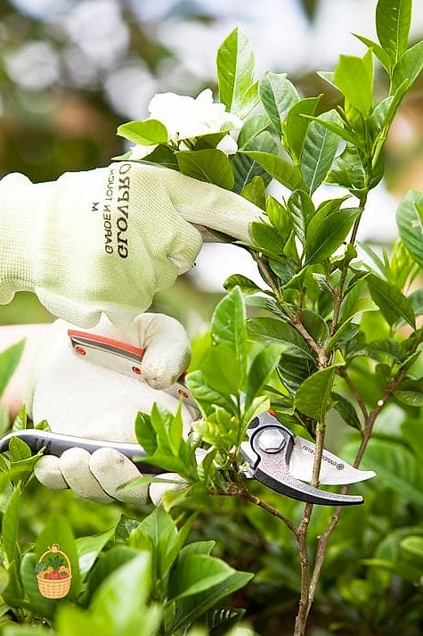 Fertilizing and Pruning