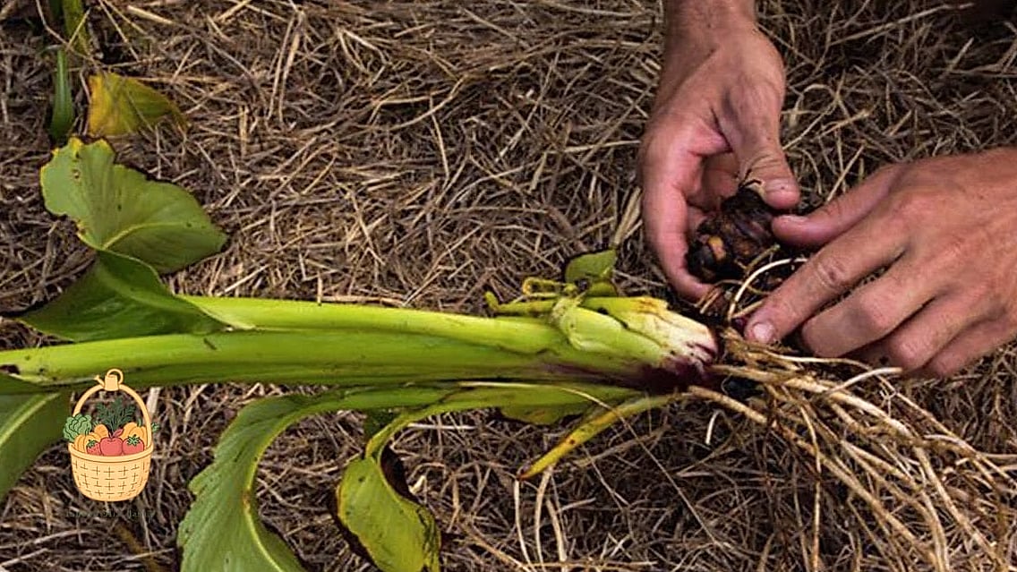 Fertilizing and Pruning
