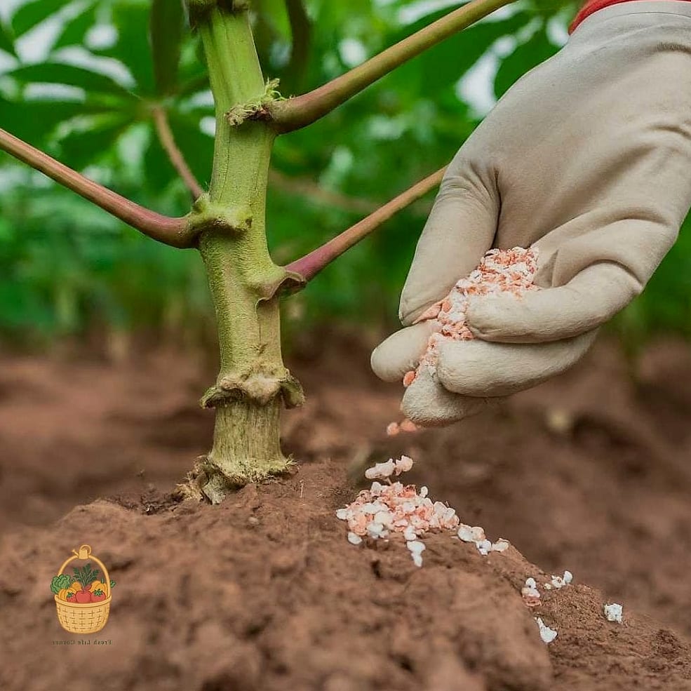 How To Grow Cassava — Your Step-by-Step Guide to Success 6 Fertilizing and Pruning