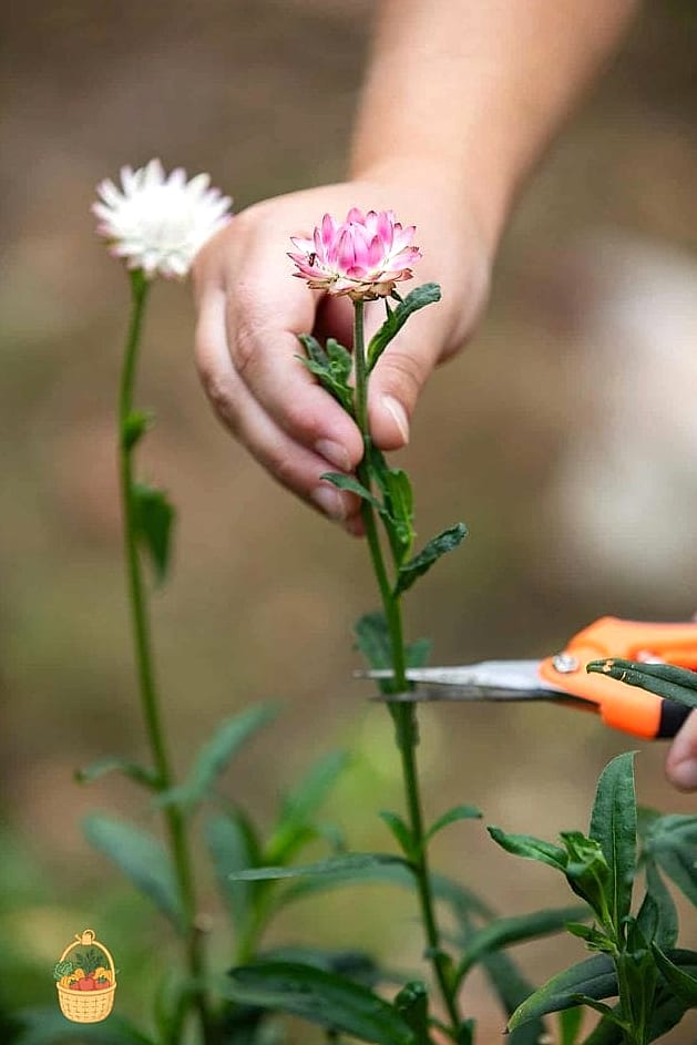 How To Grow & Care For Strawflowers — Everything You Need to Know 6 Fertilizing and Pruning
