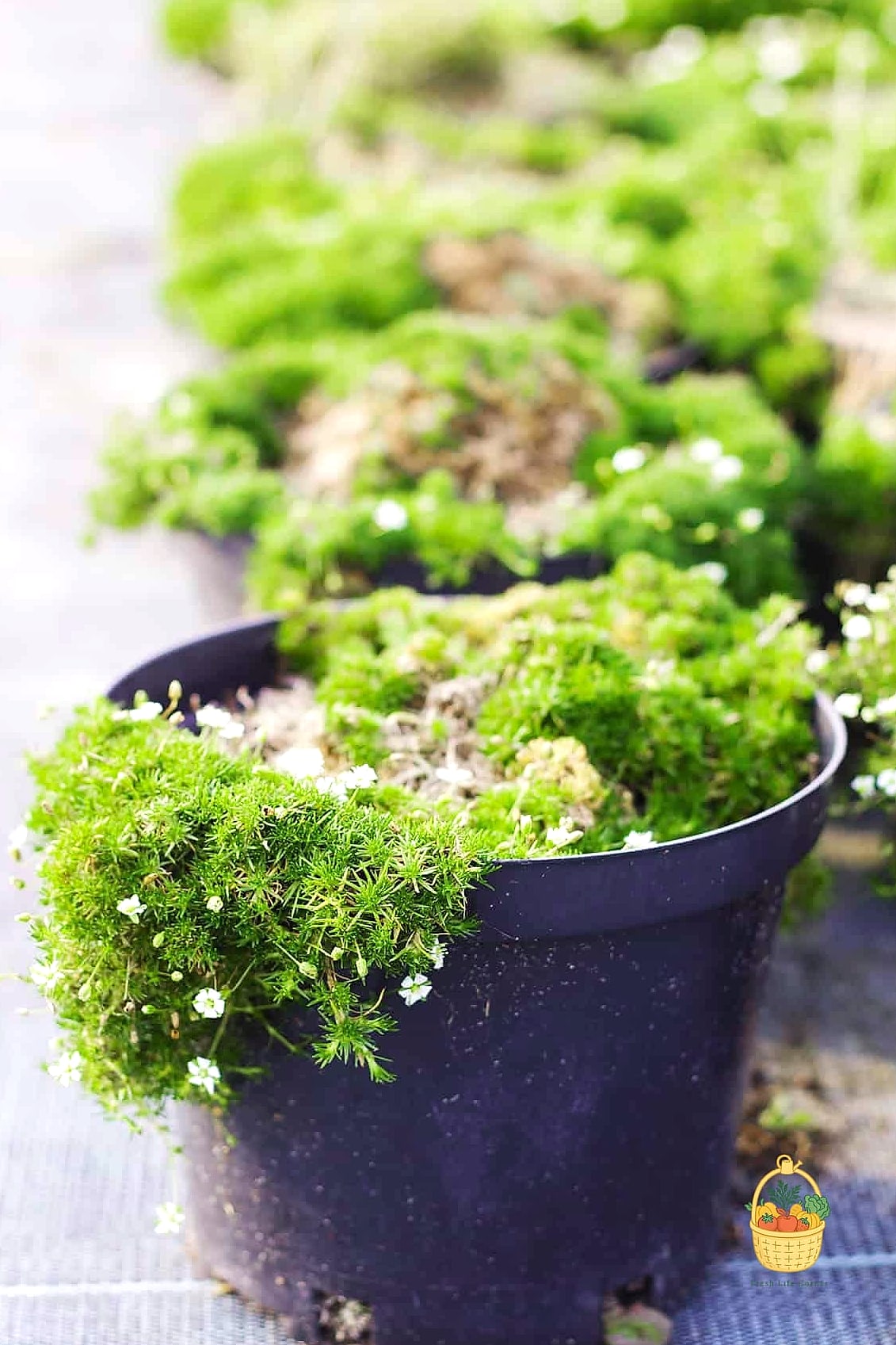 Fertilizing and Pruning