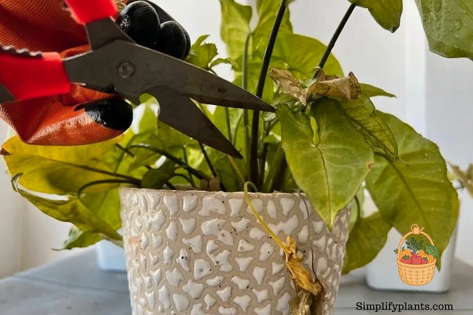 Fertilizing and Pruning