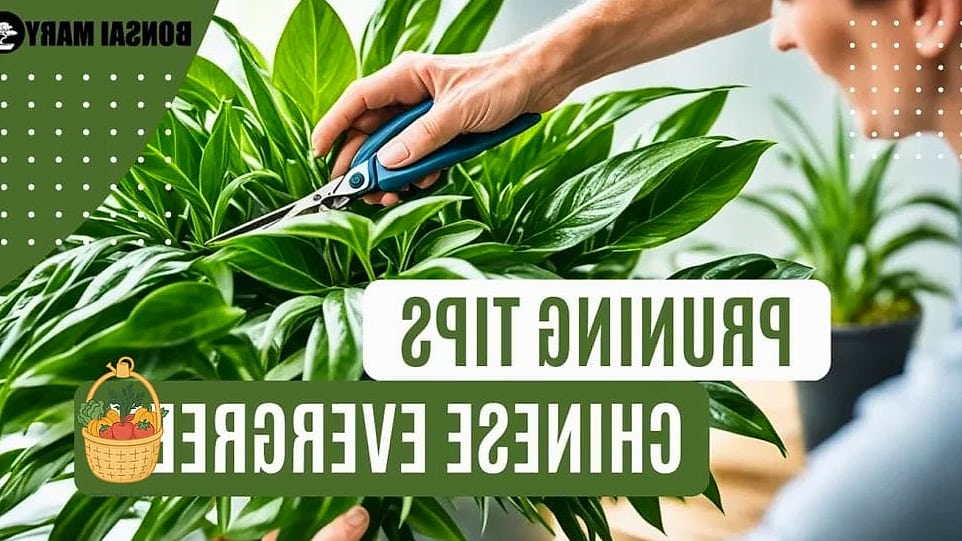 Fertilizing and Pruning
