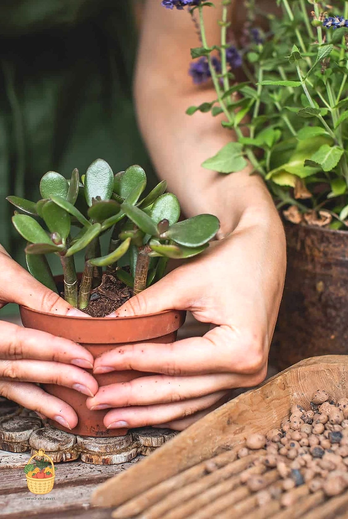 24 Feeding Jade Plant Wrong That Actually Work 6 Fertilizing Straight Into Dry Soil