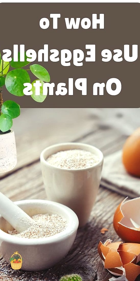 24 Eggshells Houseplants Every Gardener Needs to Know About 5 Fiddle Leaf Fig