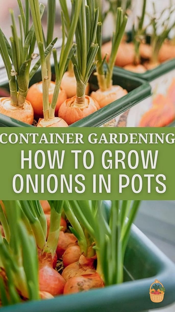 How To Grow Onions In Containers — Everything You Need to Know 14 Final Thoughts