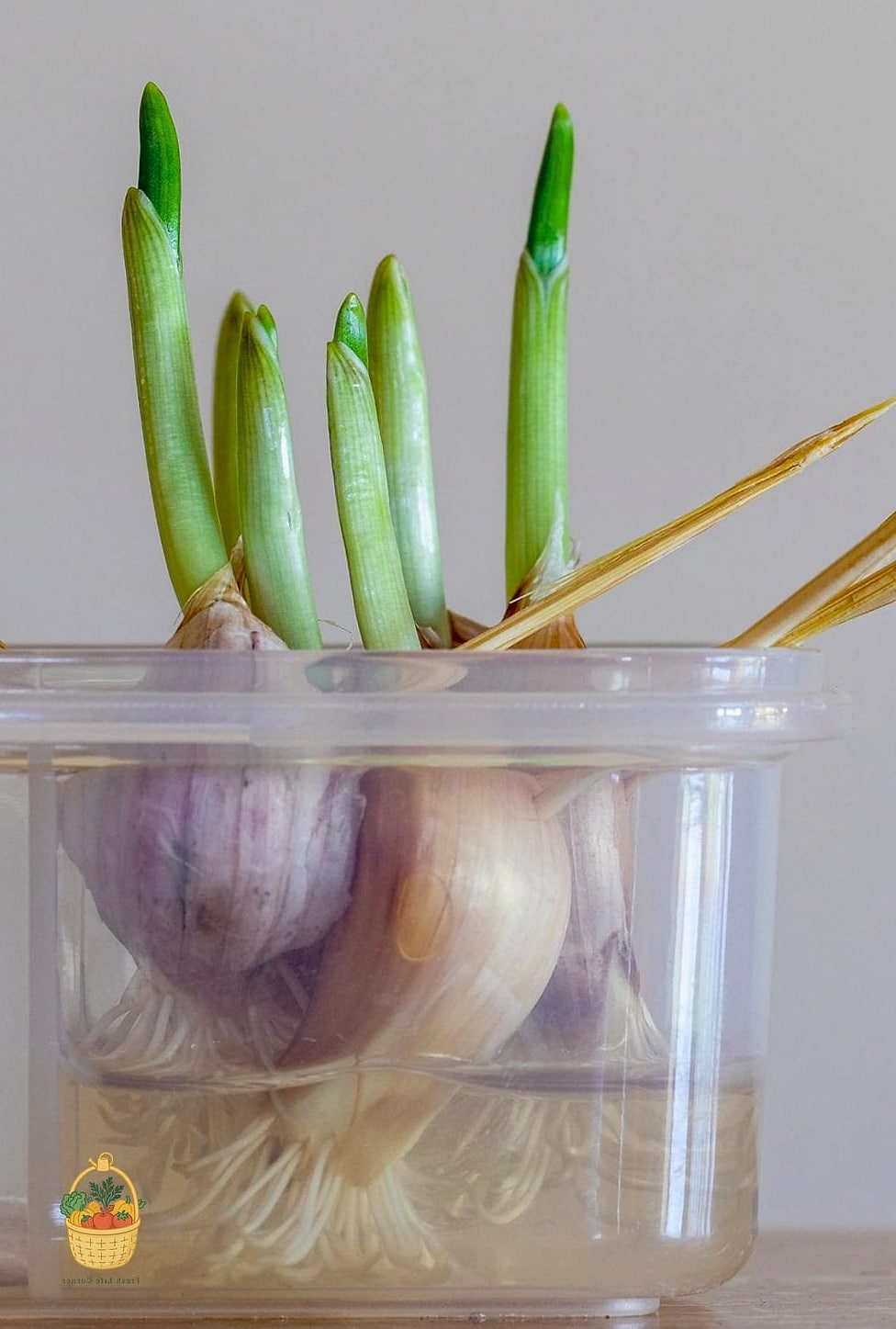 Propagate Garlic — Tips and Tricks That Actually Work 13 Final Thoughts