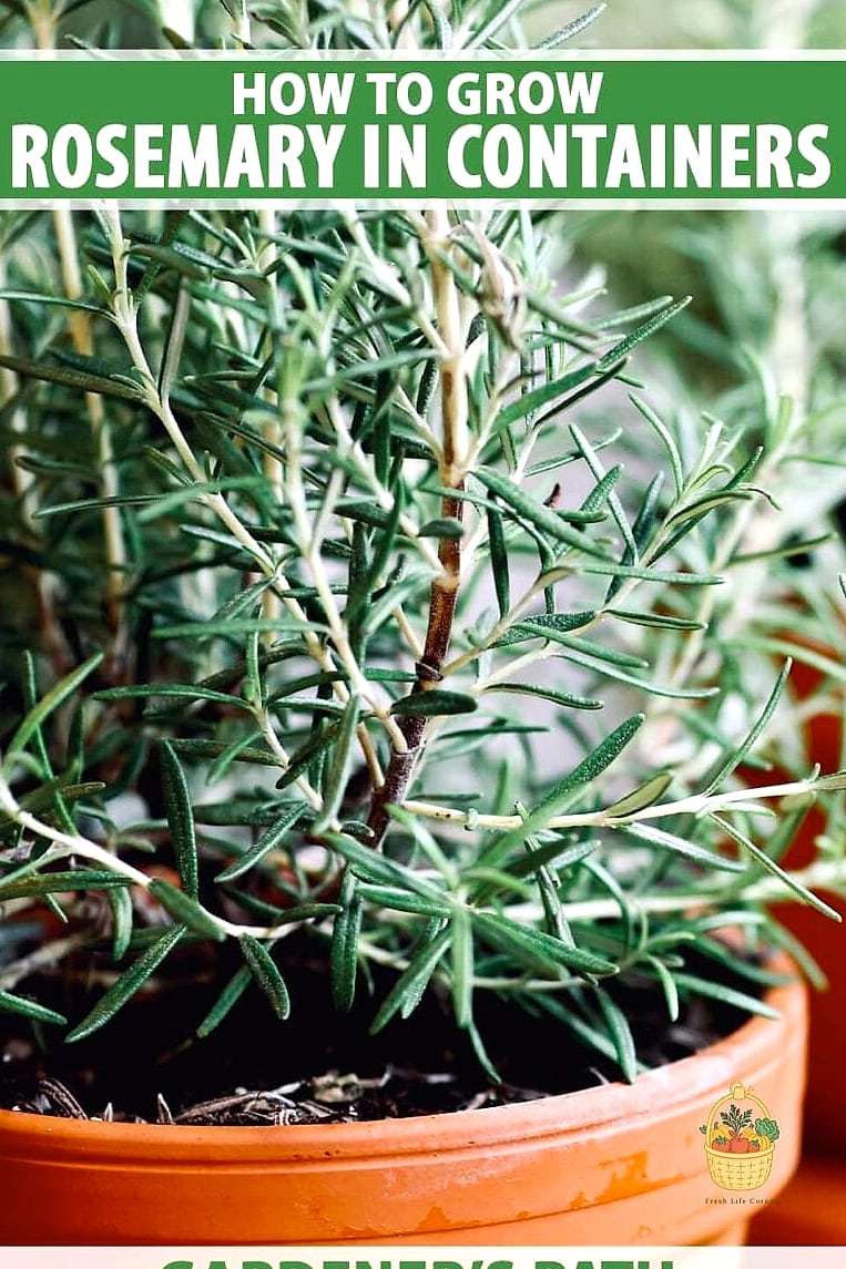 Final Thoughts on Growing Rosemary in Containers