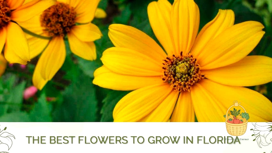 Flowers Grow In Florida Year Round — Everything You Need to Know 15 Final Thoughts