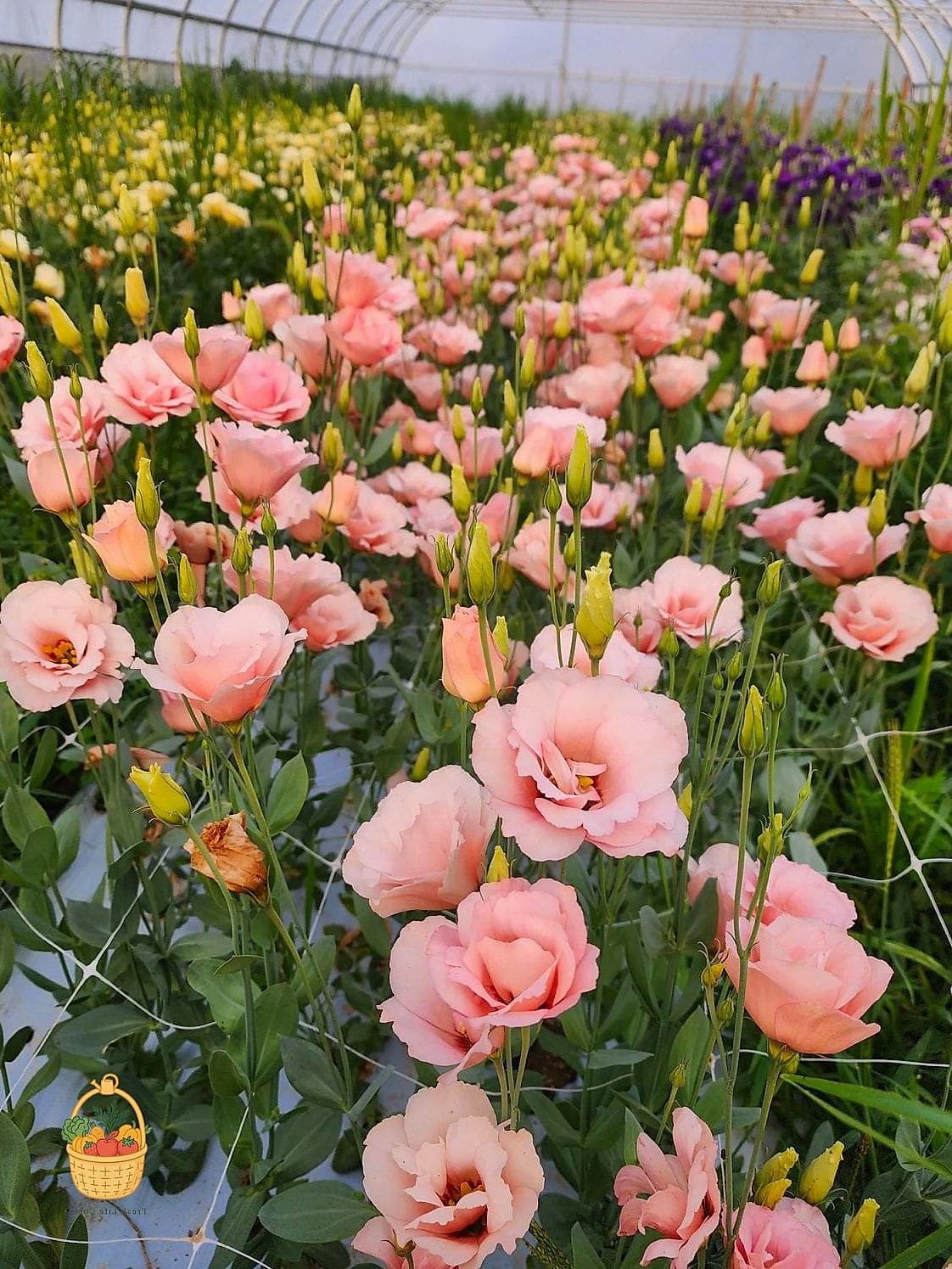 How To Grow & Care For Lisianthus — Everything You Need to Know 9 Final Thoughts