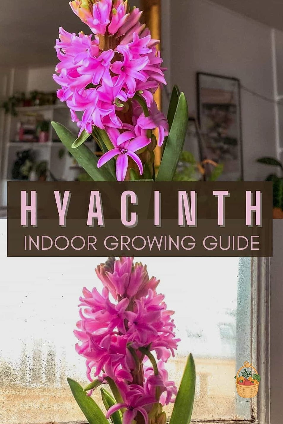 How To Grow & Care For Hyacinth — Your Step-by-Step Guide to Success 9 Final Thoughts