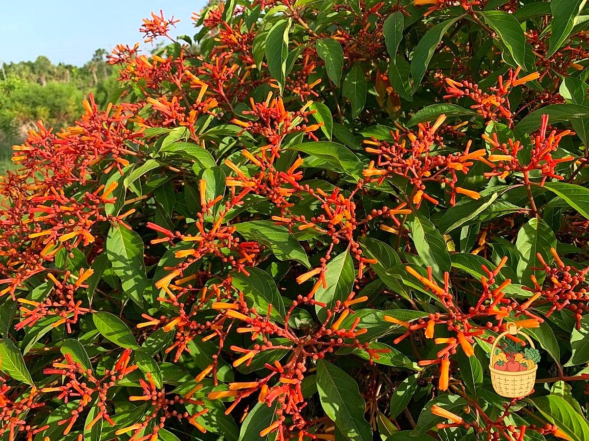 Flowers Grow In Florida Year Round — Everything You Need to Know 9 Firebush