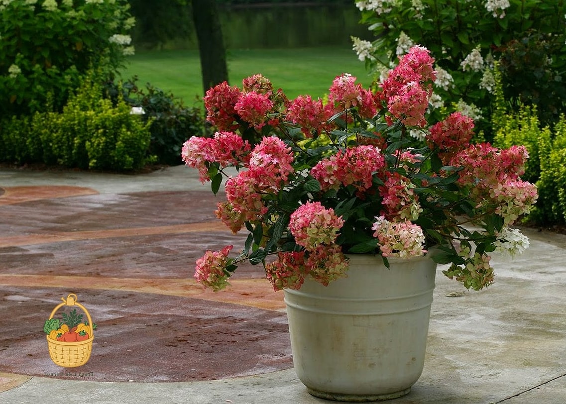 20 Stunning Container Hydrangeas Every Gardener Needs to Know About 10 Fire Light