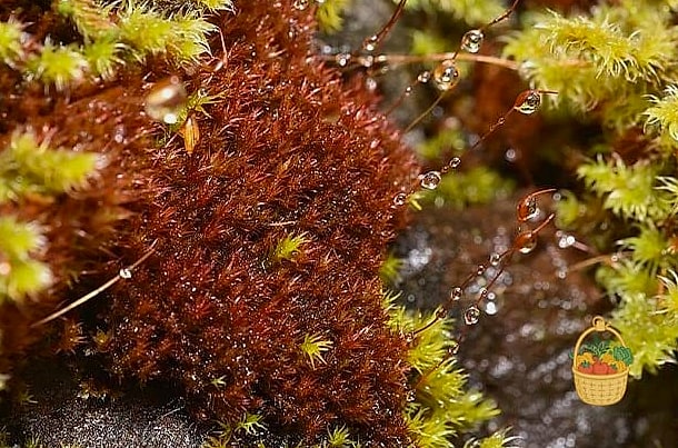 Fire Moss