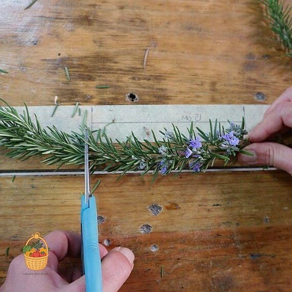 28 Ways To Use Rosemary Every Gardener Needs to Know About 26 Fire Starter Bundles
