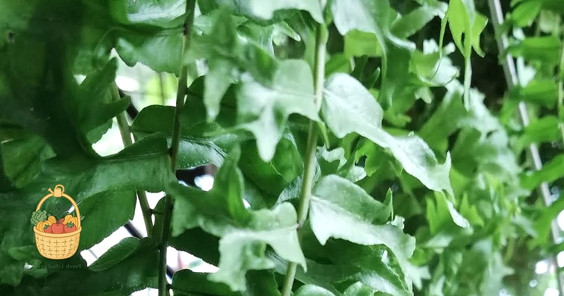21 Not Kill Your Indoor Ferns Worth Pinning Right Now 12 Fishtail Fern