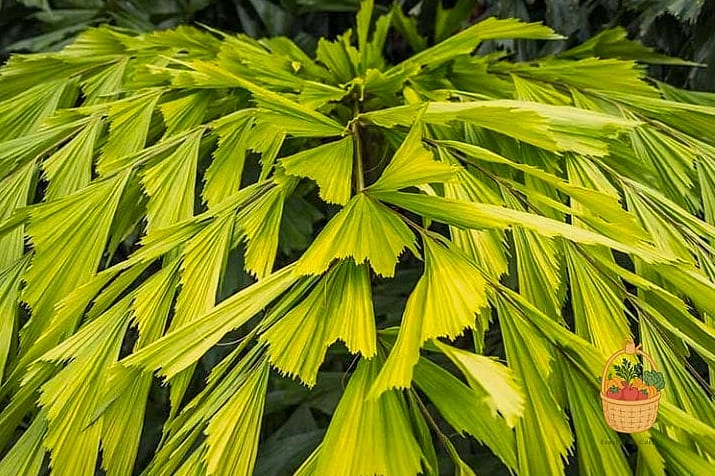 30 Low Maintenance Palm Trees That Are Going Viral on Pinterest 25 Fishtail Palm