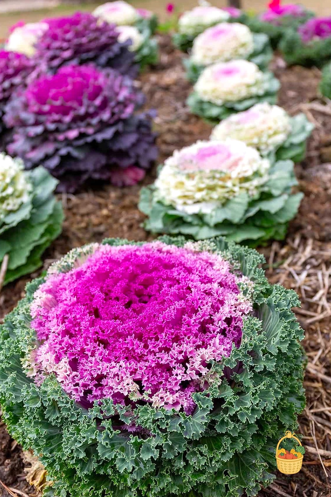 Flowering Cabbage