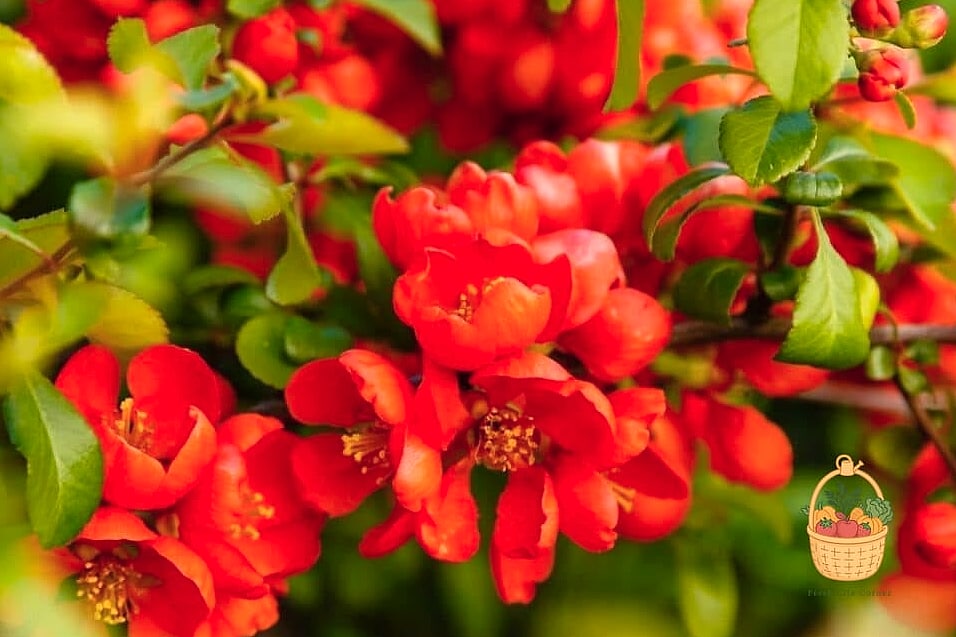 Flowering Quince