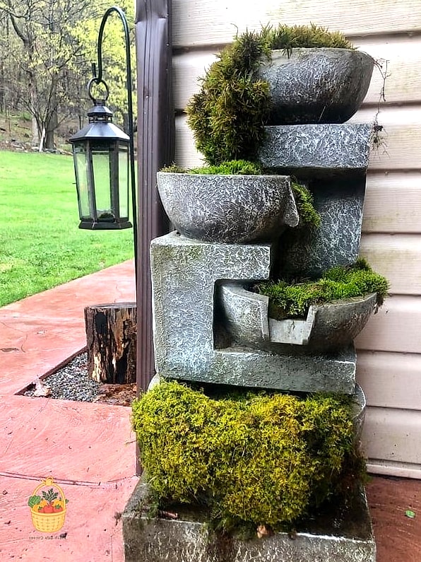 Fountain Moss