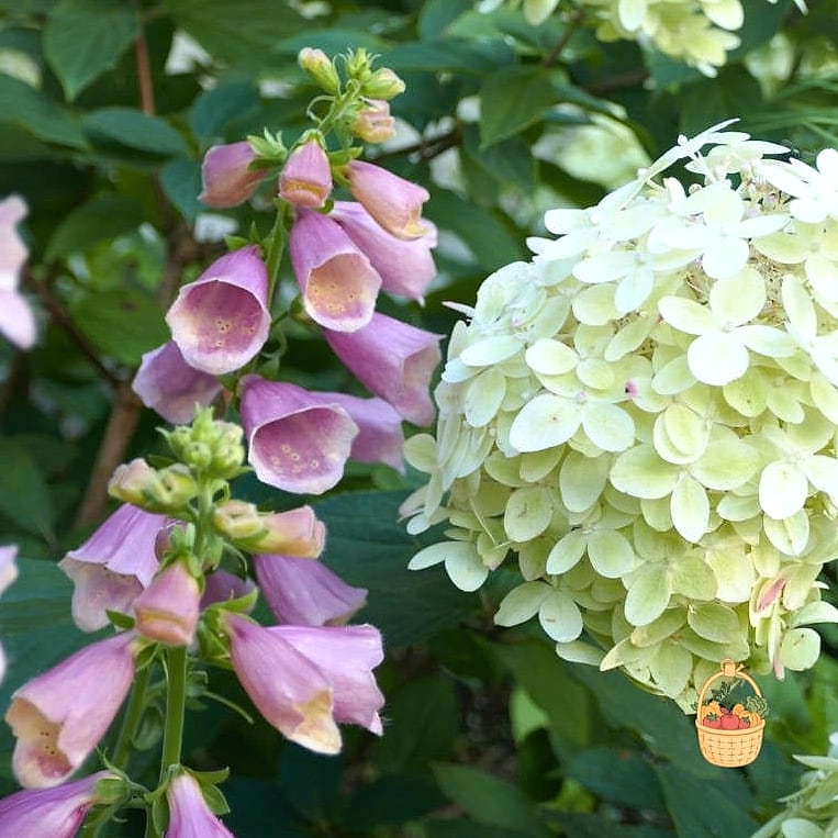 29 Plants Pair Hydrangeas That Actually Work 9 Foxglove