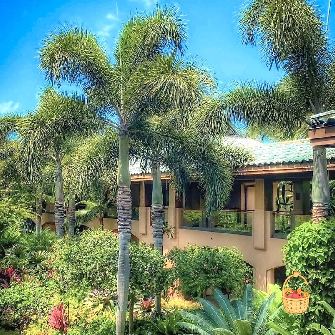 30 Low Maintenance Palm Trees That Are Going Viral on Pinterest 13 Foxtail Palm