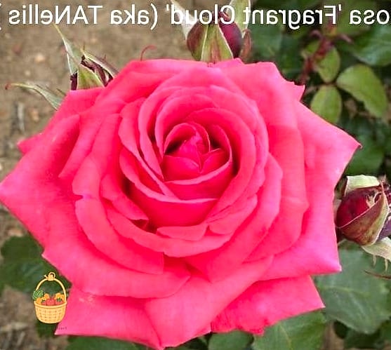 20 Fragrant Roses That Will Transform Your Garden 6 Fragrant Cloud