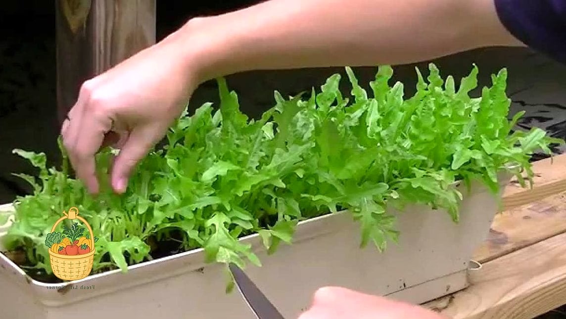 Freckles Lettuce
