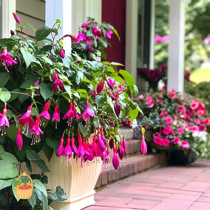 Fuchsia