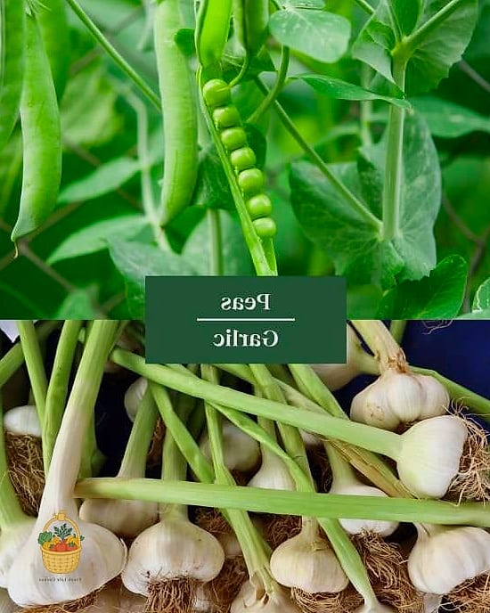 Garlic and Peas