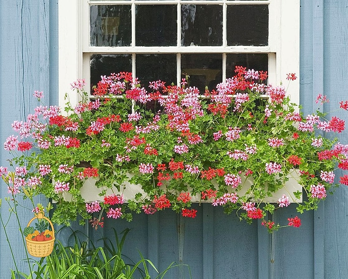 22 Flowers For Your Window Boxes That Actually Work 6 Geraniums