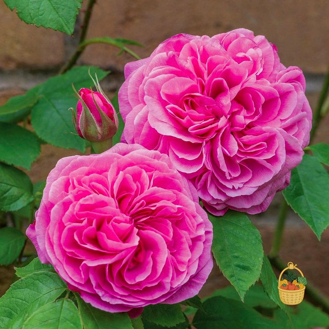 20 Fragrant Roses That Will Transform Your Garden 5 Gertrude Jekyll