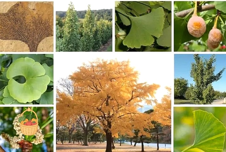 Ginkgo