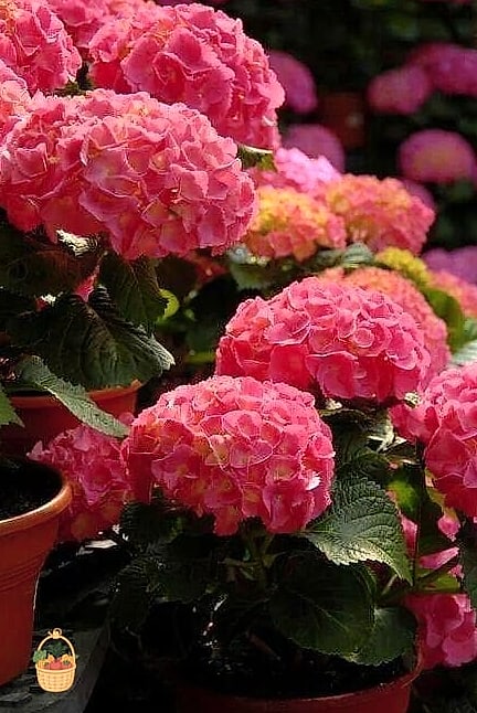 20 Stunning Container Hydrangeas Every Gardener Needs to Know About 19 Glowing Embers