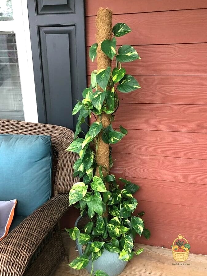 Golden Pothos