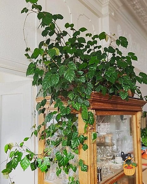 22 Indoor Vining Plants That Actually Work 8 Grape Ivy