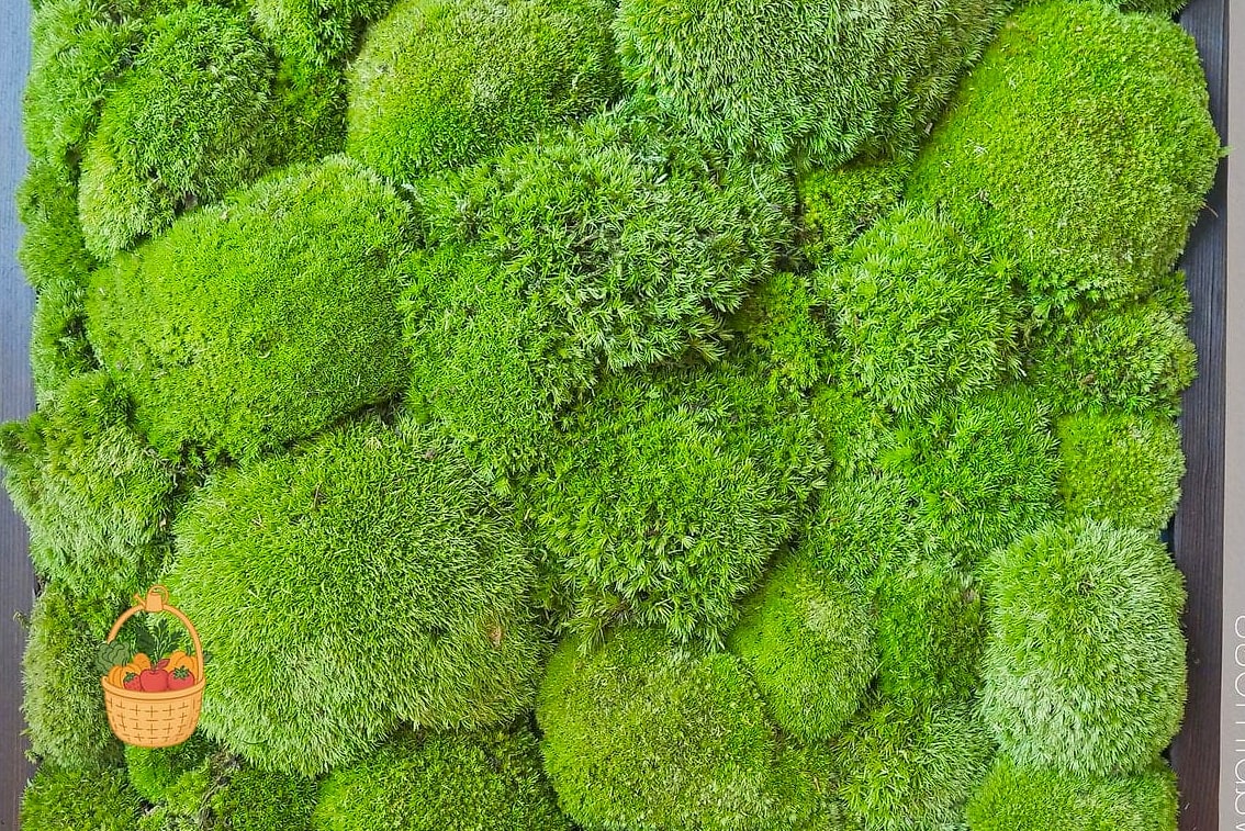 Grey Cushion Moss