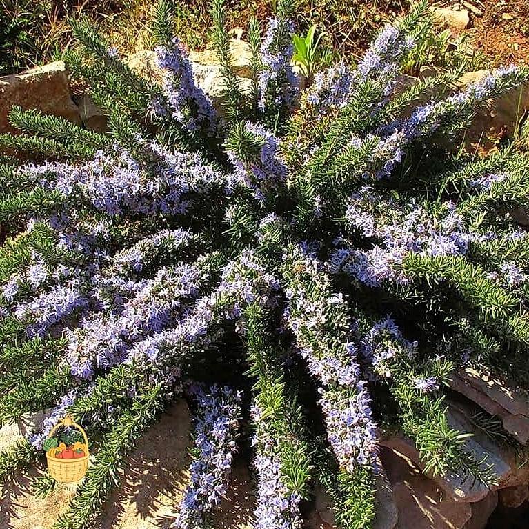 28 Ways To Use Rosemary Every Gardener Needs to Know About 13 Ground Cover on Slopes