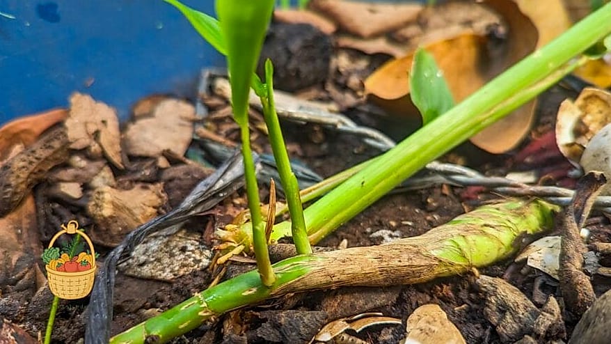 Growing Conditions