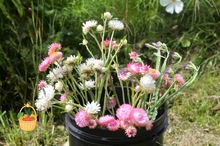 How To Grow & Care For Strawflowers — Everything You Need to Know 4 Growing Conditions