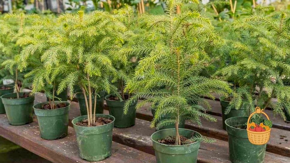 Growing Conditions