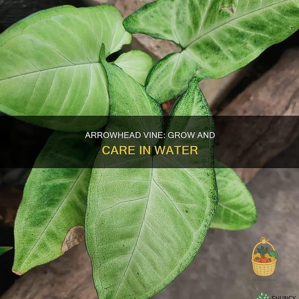 Growing Conditions