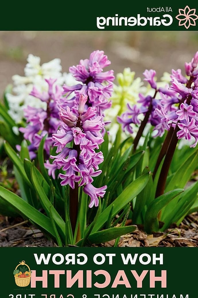 How To Grow & Care For Hyacinth — Your Step-by-Step Guide to Success 4 Growing Conditions