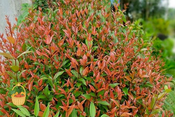 Gulf Stream Nandina