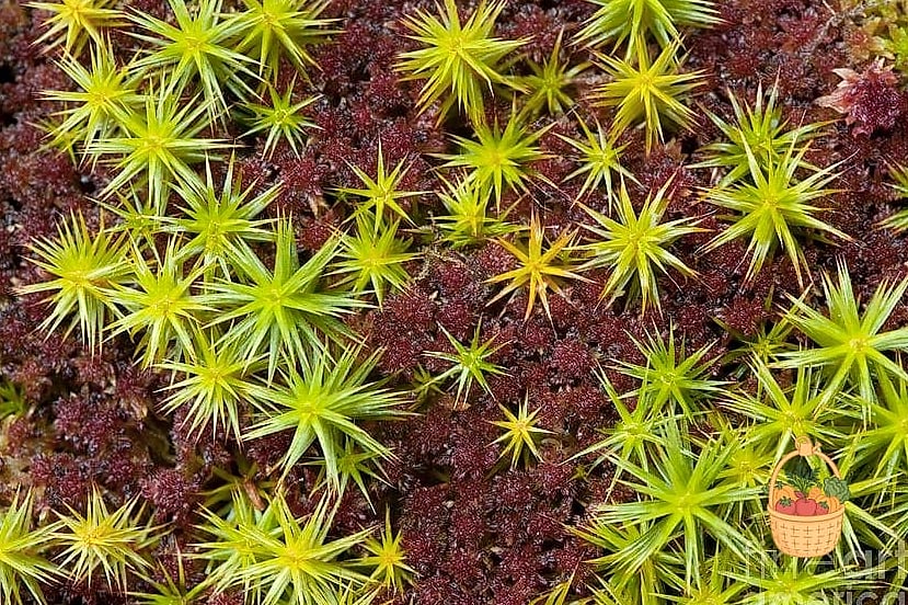 Haircap Moss