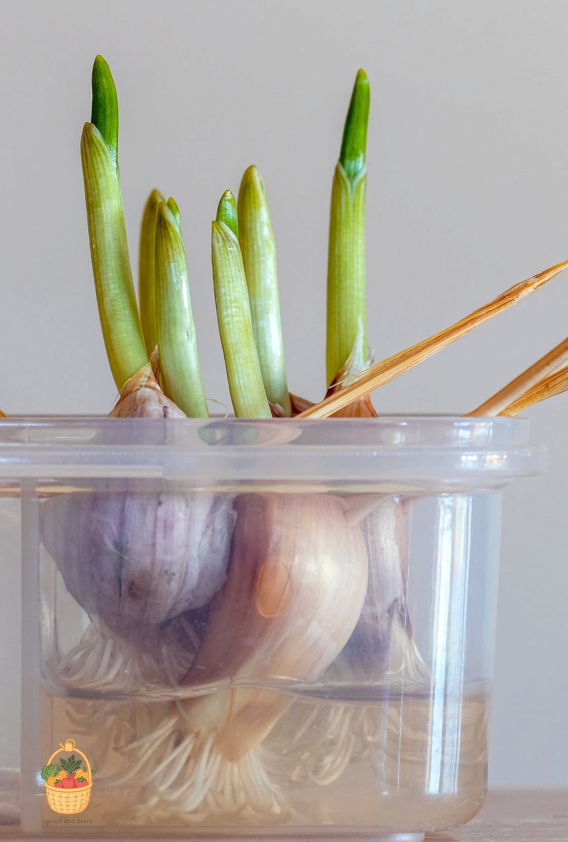 Propagate Garlic — Tips and Tricks That Actually Work 11 Harvesting and Curing for Storage