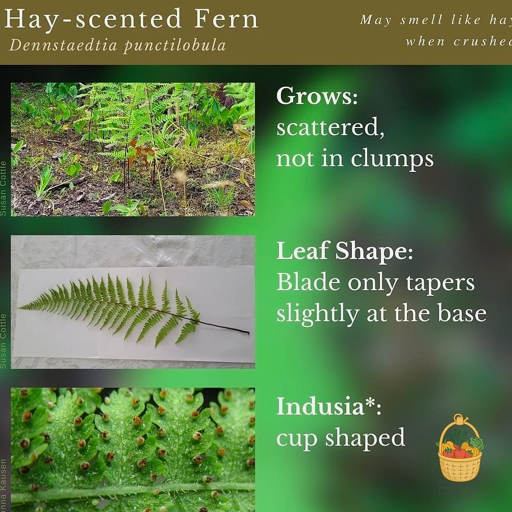 24 Types Of Ferns That Will Transform Your Garden 23 Hay-Scented Fern